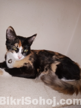 পার্শিয়ান ক্রস